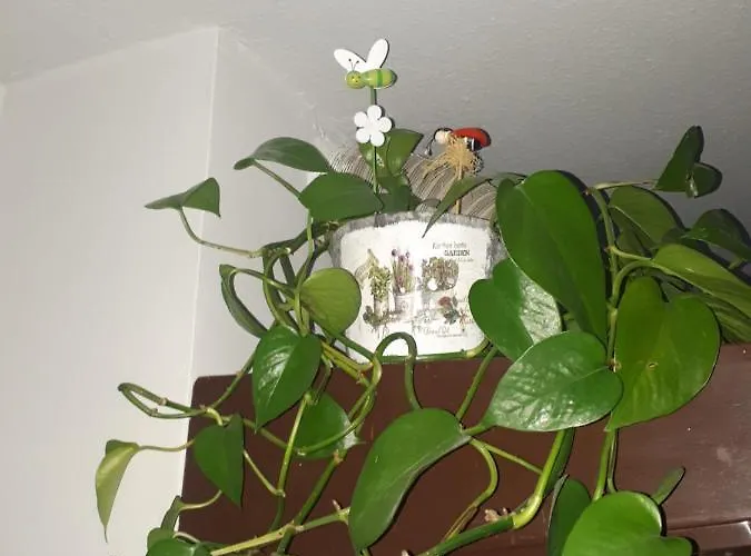 Zielone Wzgorze ファームステイ *